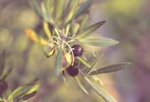 Olivenbäume spielen in den palästinensischen Gebieten eine wichtige wirtschaftliche und kulturelle Rolle. Foto: 3timekate auf Pixabay